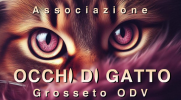 odg-3